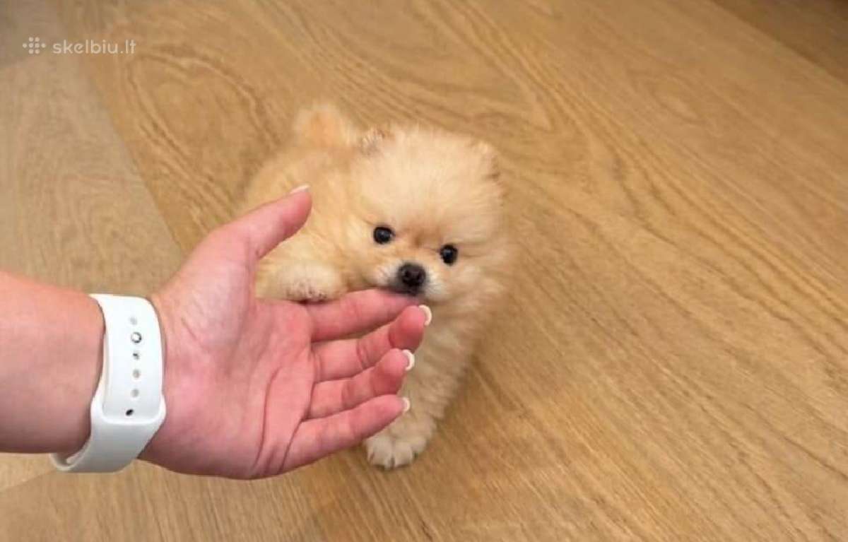 Liko 2 berniukai babyface VIP super mini Boo - nuotraukos Nr. 4