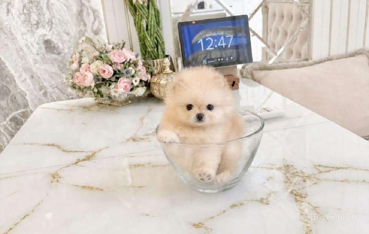 Liko 2 berniukai babyface VIP super mini Boo - nuotraukos Nr. 6