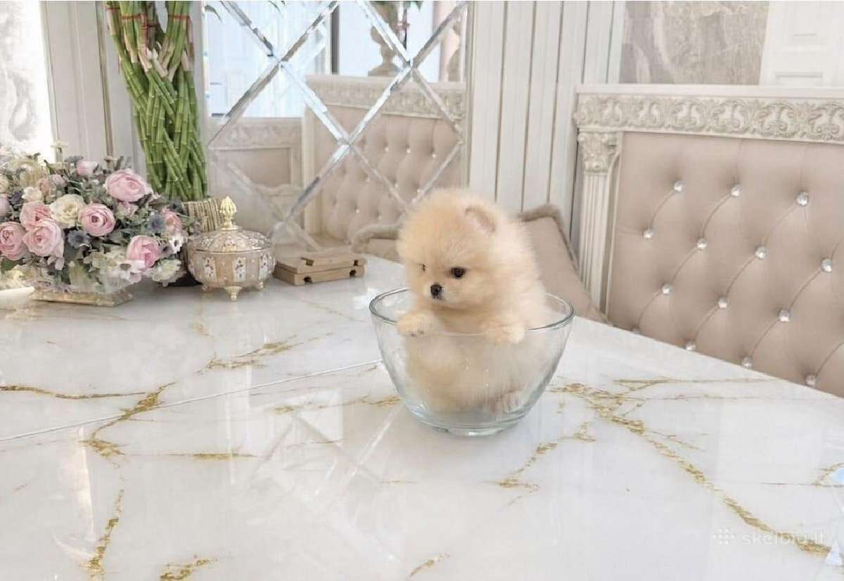 Liko 2 berniukai babyface VIP super mini Boo - nuotraukos Nr. 7
