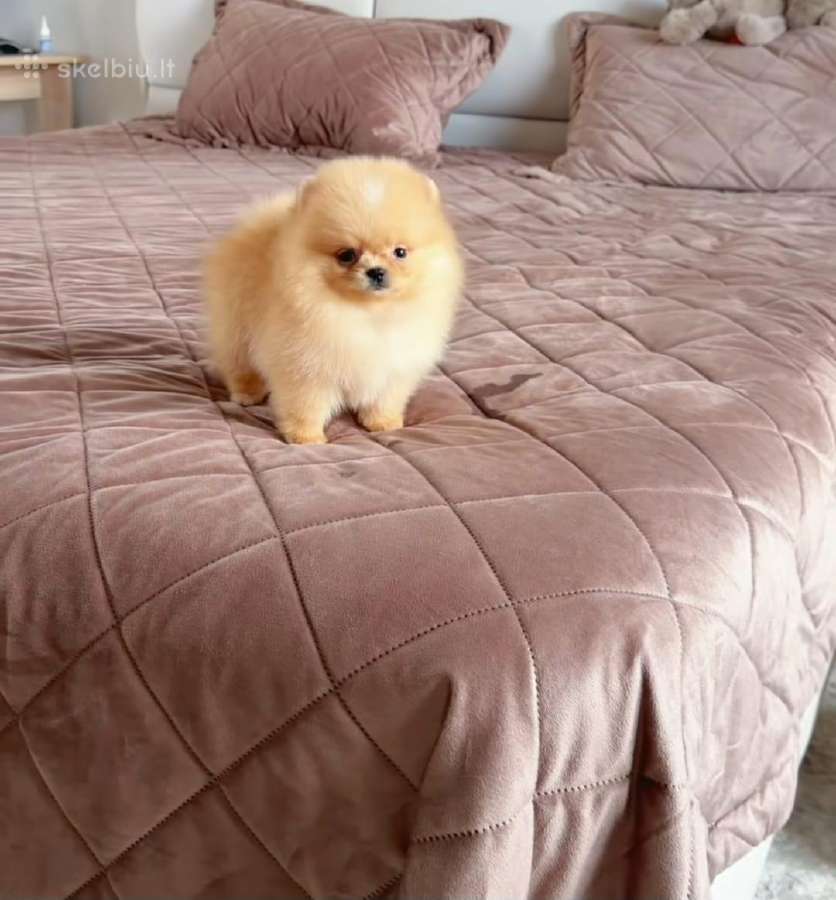 Liko 2 berniukai babyface VIP super mini Boo - nuotraukos Nr. 9