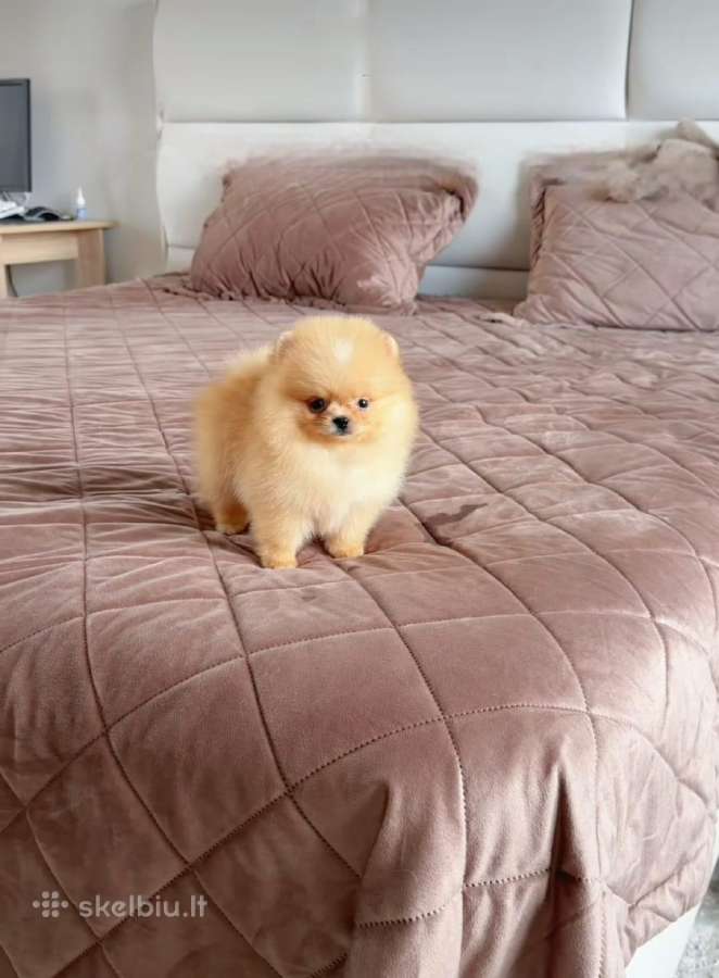 Liko 2 berniukai babyface VIP super mini Boo - nuotraukos Nr. 8