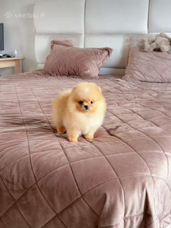 Liko 2 berniukai babyface VIP super mini Boo - nuotraukos Nr. 10
