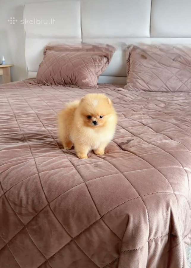 Liko 2 berniukai babyface VIP super mini Boo - nuotraukos Nr. 12