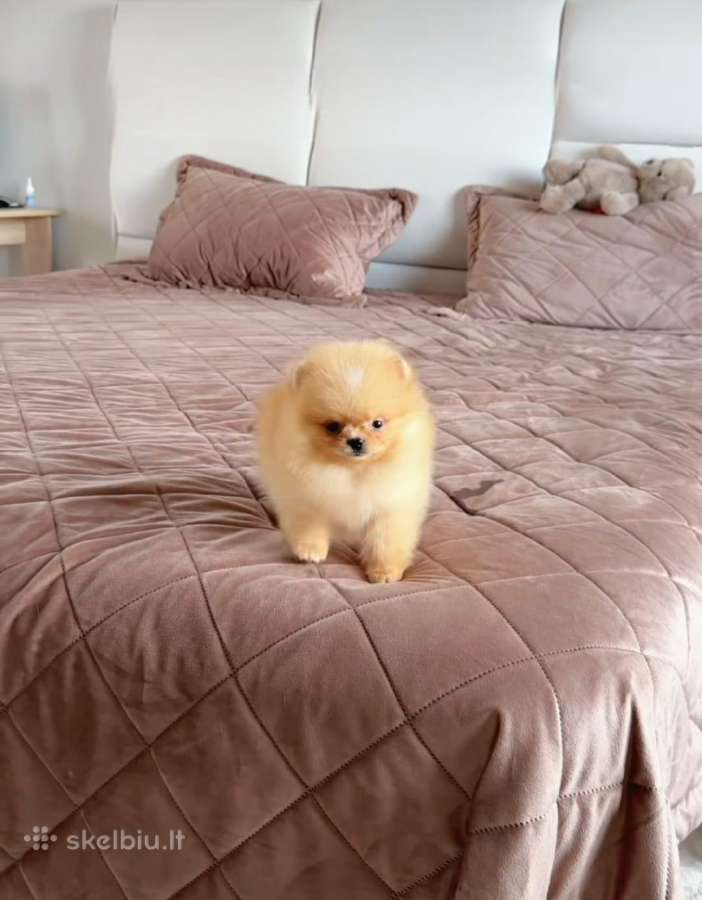 Liko 2 berniukai babyface VIP super mini Boo - nuotraukos Nr. 14