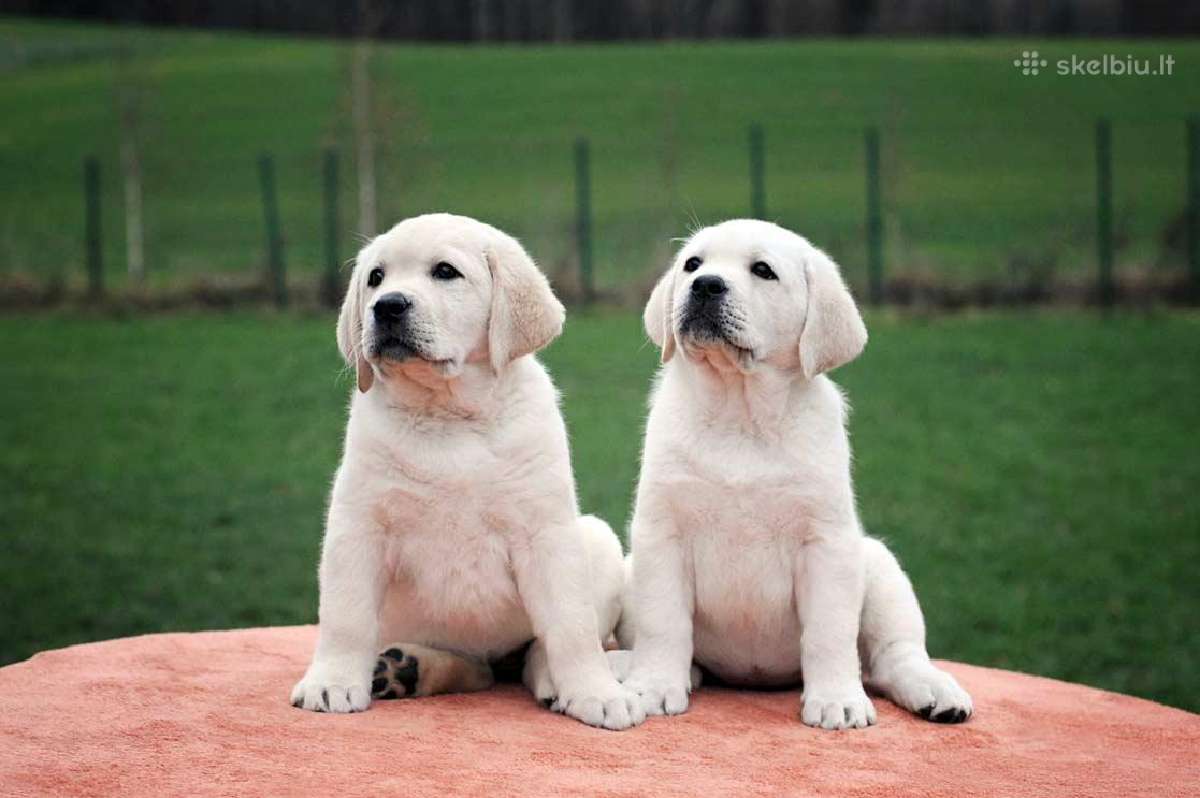 Kilmingi Labradoro retriverių veislės šuniukai - nuotraukos Nr. 20