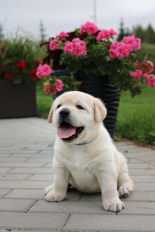 Kilmingi Labradoro retriverių veislės šuniukai - nuotraukos Nr. 23