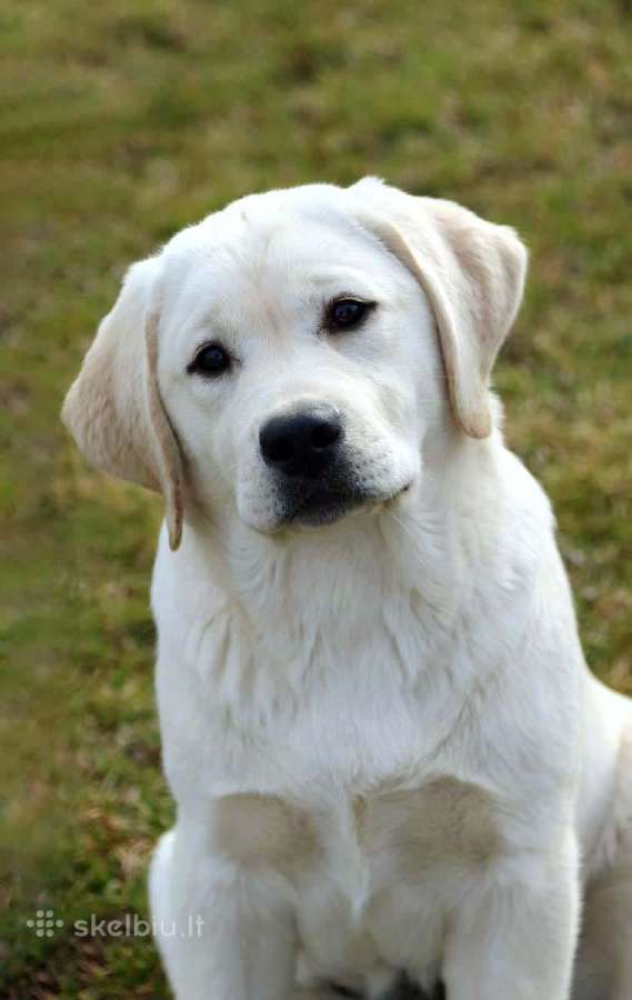 Kilmingi Labradoro retriverių veislės šuniukai - nuotraukos Nr. 38