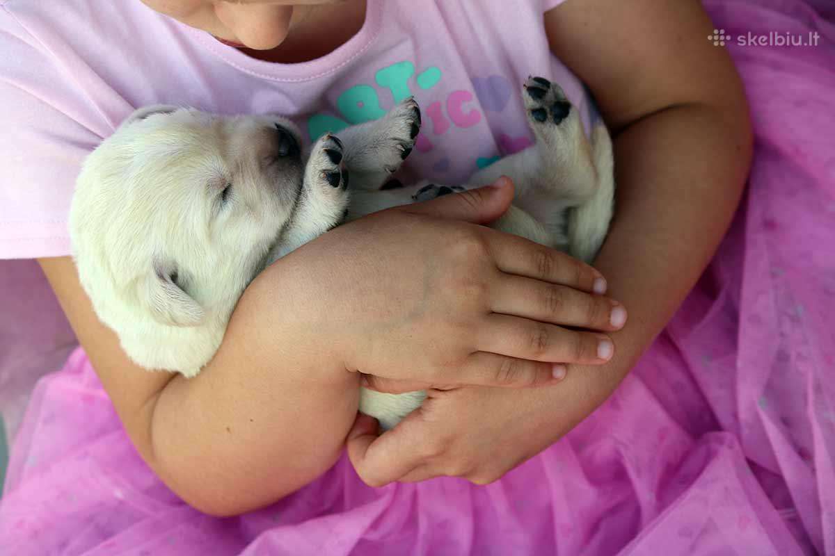 Kilmingi Labradoro retriverių veislės šuniukai - nuotraukos Nr. 4