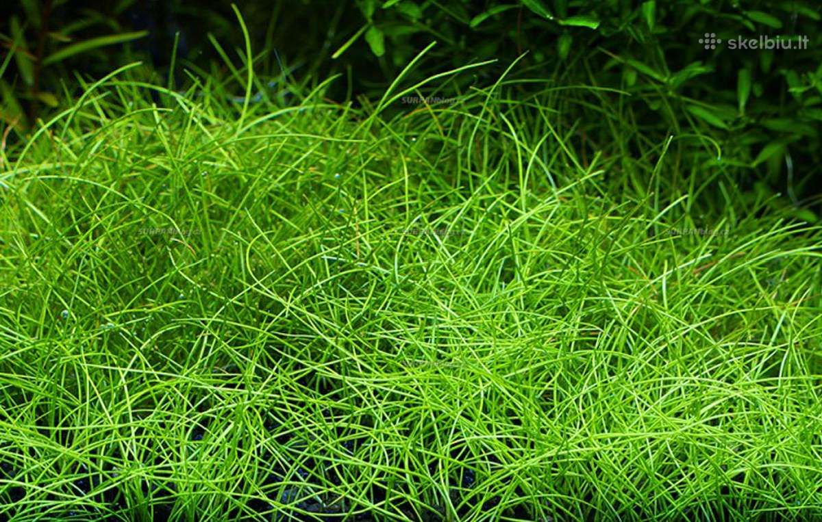 Akvariumo augalai - nuotraukos Nr. 3