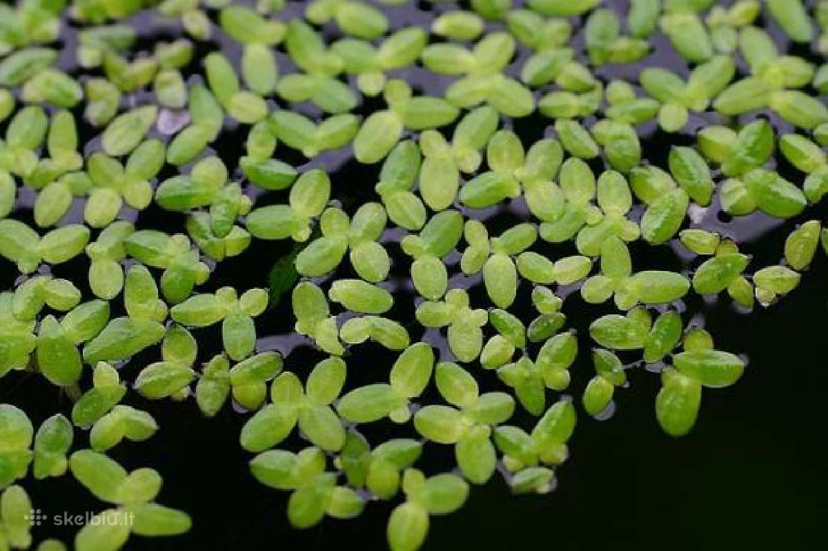 Plūdenos akvariumui. Pilaite (ragalapis, anubis) - nuotraukos Nr. 2