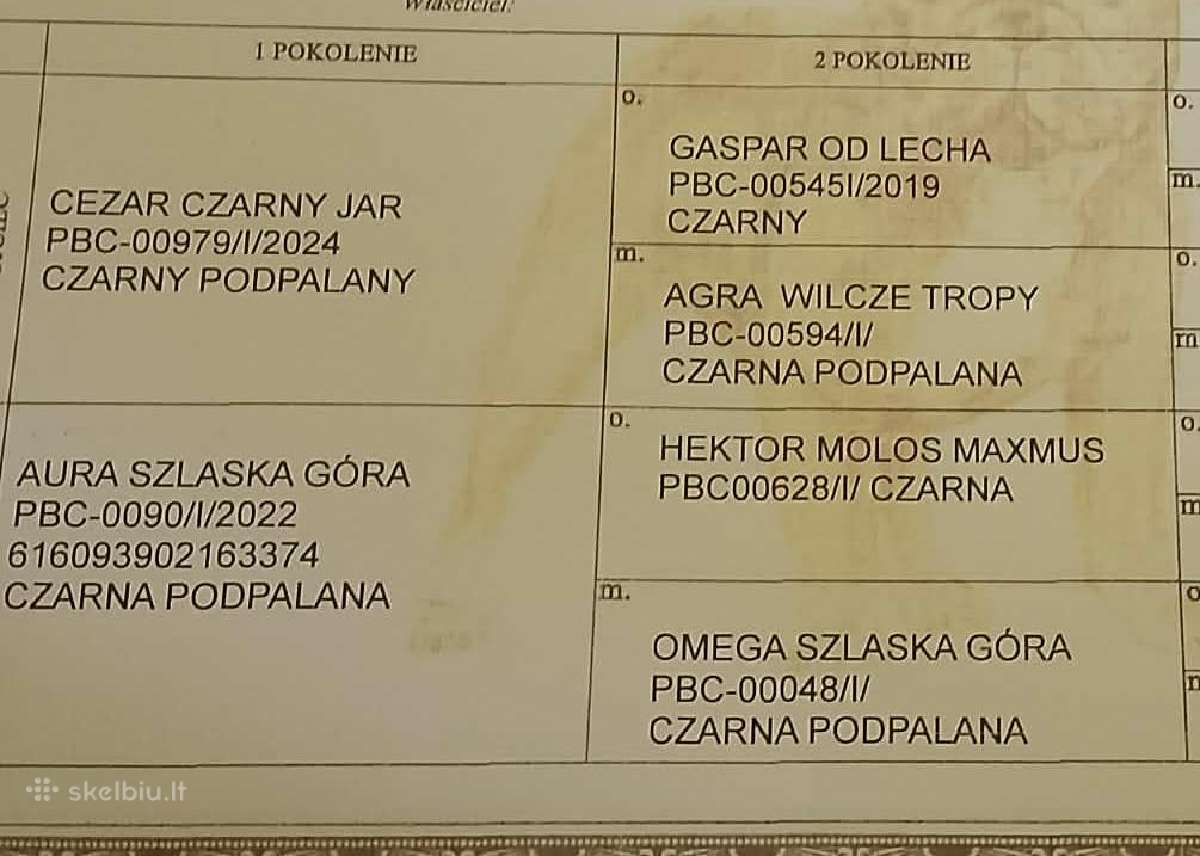 Vokiečių aviganiai su kilmės dokumentais - nuotraukos Nr. 18