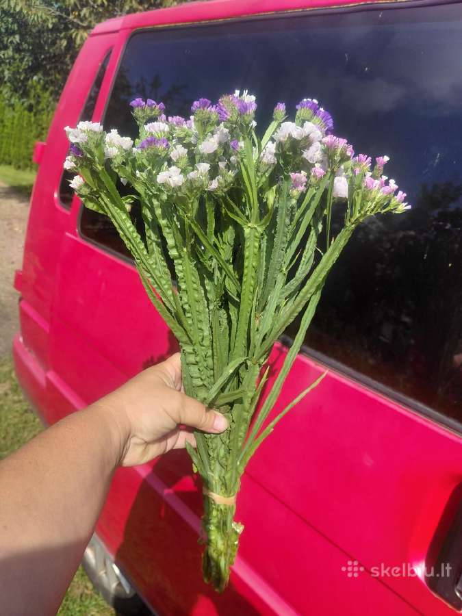Kermekas ( Limonium) - nuotraukos Nr. 2