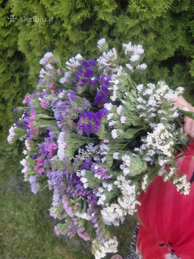 Kermekas ( Limonium) - nuotraukos Nr. 3