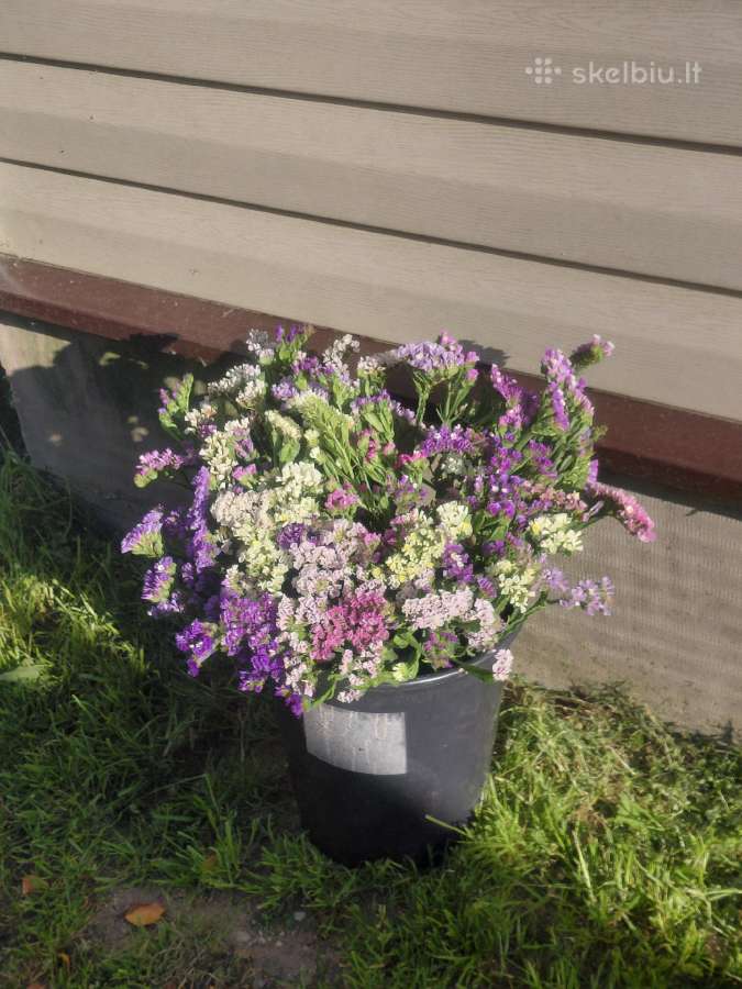 Kermekas ( Limonium) - nuotraukos Nr. 4