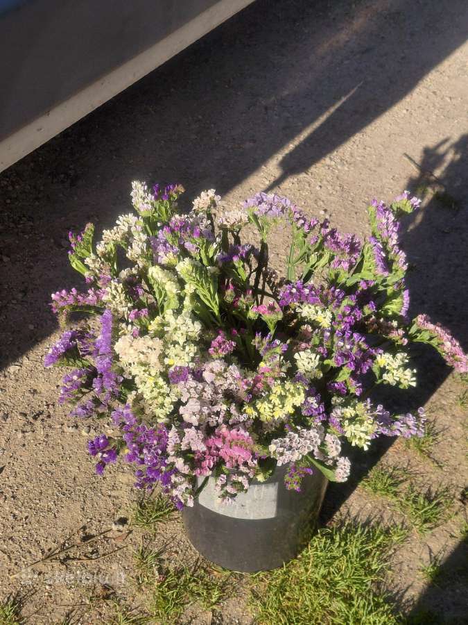 Kermekas ( Limonium) - nuotraukos Nr. 5