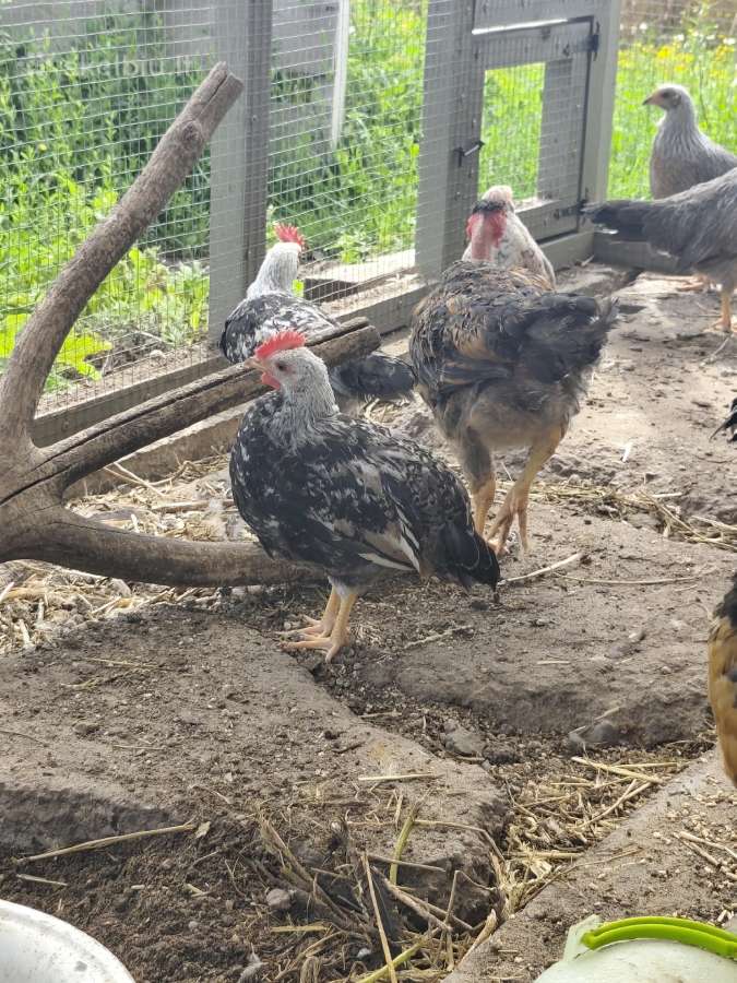 Vištų porelės arba gaideliai, patarškiukai - nuotraukos Nr. 5