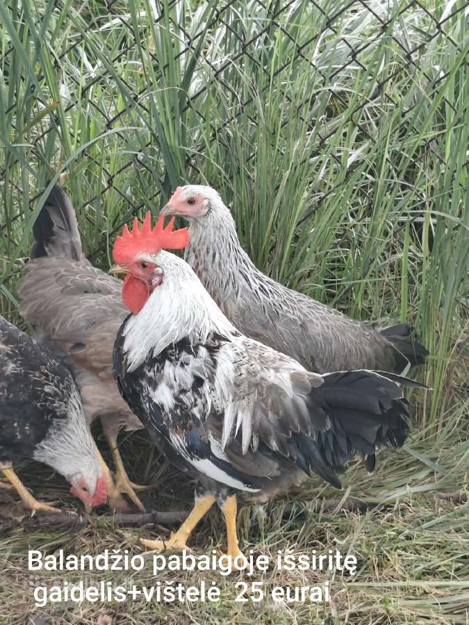Vištų porelės arba gaideliai, patarškiukai - nuotraukos Nr. 8