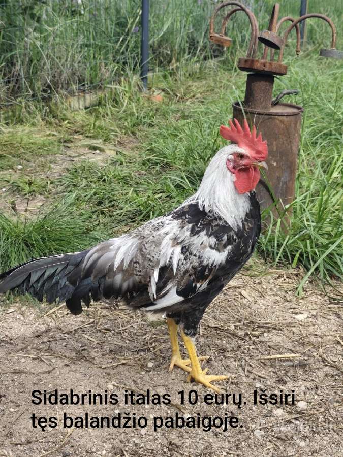 Vištų porelės arba gaideliai, patarškiukai - nuotraukos Nr. 9
