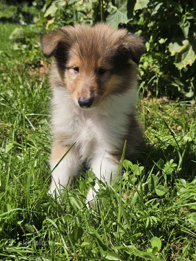 Kilmingi ilgaplaukių kolių šuniukai - nuotraukos Nr. 2
