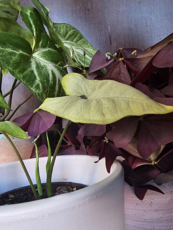 Syngonium Moonshine - nuotraukos Nr. 2