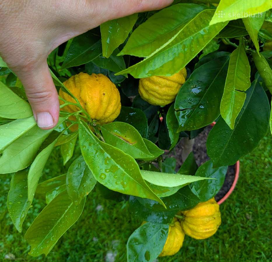 Augalas citrinmedis, apelsinmedis, limeta - nuotraukos Nr. 15