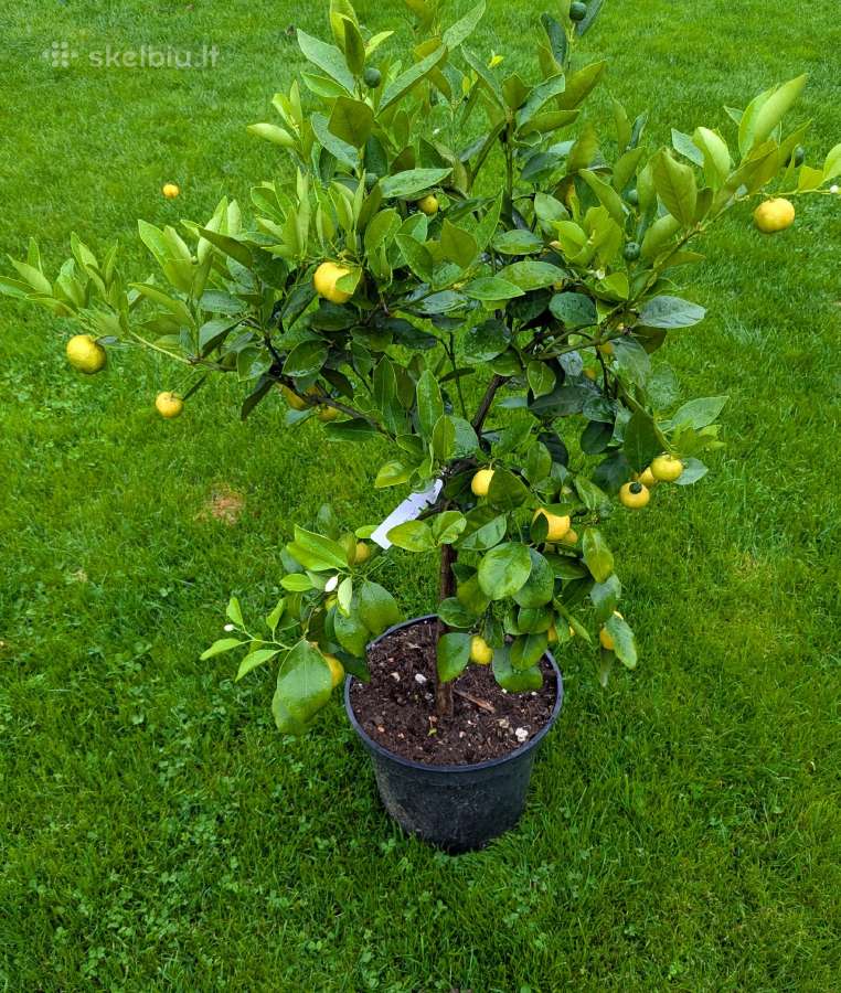 Augalas citrinmedis, apelsinmedis, limeta - nuotraukos Nr. 16
