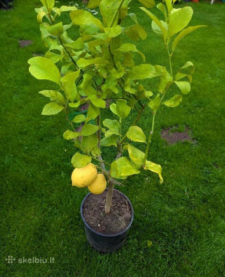 Augalas citrinmedis, apelsinmedis, limeta - nuotraukos Nr. 13