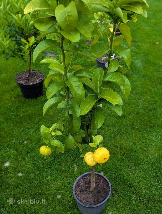 Augalas citrinmedis, apelsinmedis, limeta - nuotraukos Nr. 17