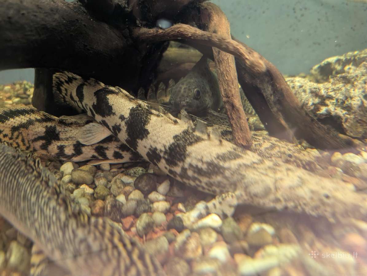 Parduodamos žuvys Polipterus endlicherii - nuotraukos Nr. 3