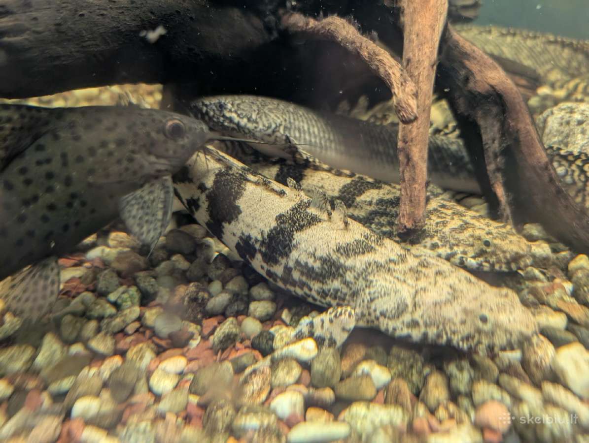 Parduodamos žuvys Polipterus endlicherii - nuotraukos Nr. 4