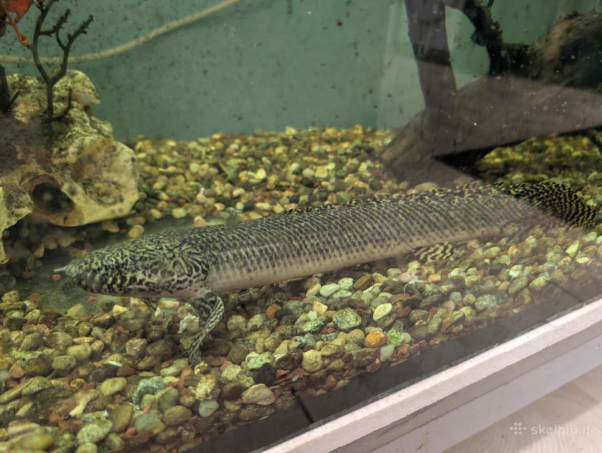 Parduodamos žuvys Polypterus ornatipinnis - nuotraukos Nr. 3