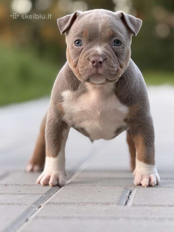 American Bully Pocket - nuotraukos Nr. 11