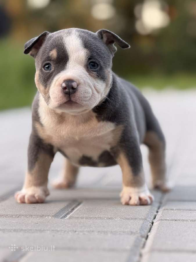American Bully Pocket - nuotraukos Nr. 12