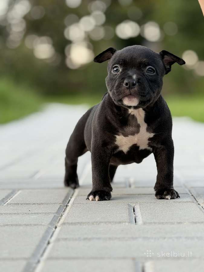 American Bully Pocket - nuotraukos Nr. 13