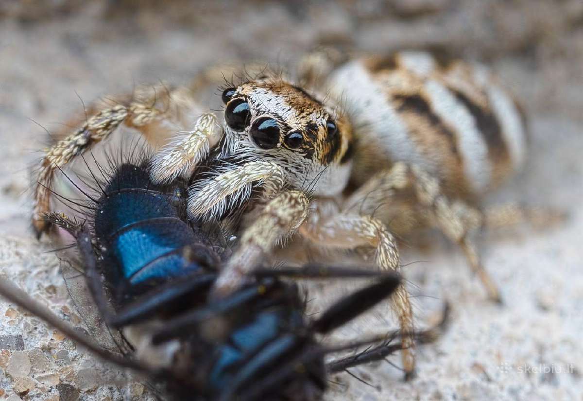 Parduodamas unikalus makro objektyvas Canon Mp-e 6 - nuotraukos Nr. 7