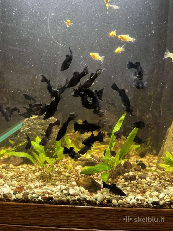 Parduodu žuvytes - nuotraukos Nr. 2