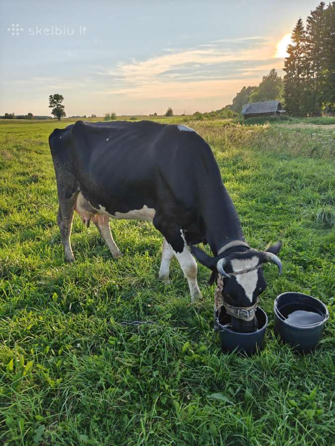 Parduodama Holšteinų veislės karvė. - nuotraukos Nr. 3