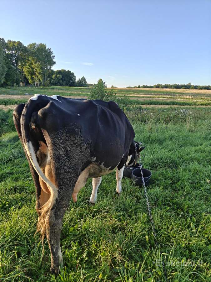 Parduodama Holšteinų veislės karvė. - nuotraukos Nr. 7