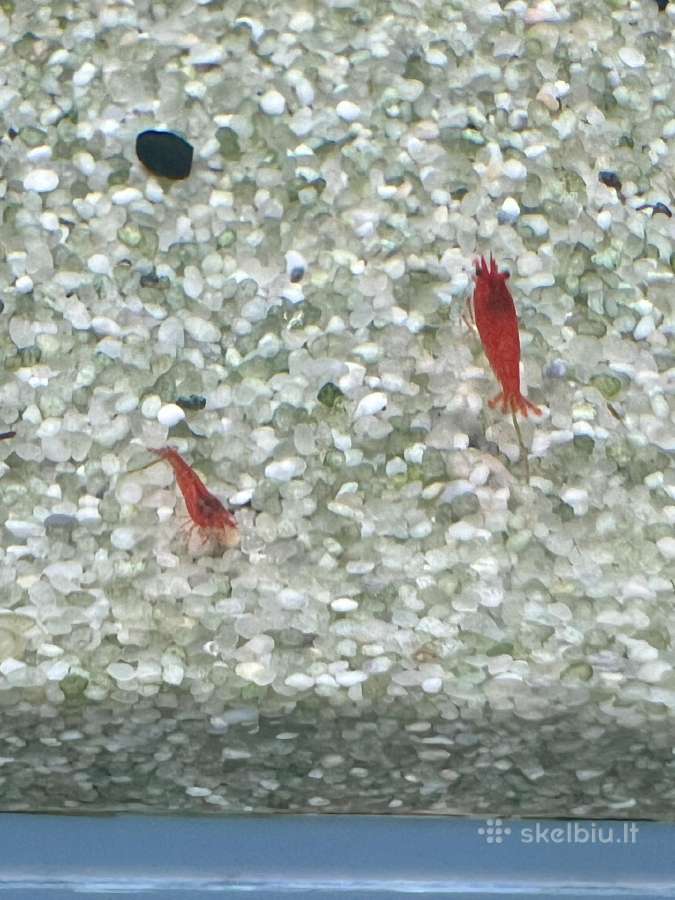 Red Cherry krevetes - nuotraukos Nr. 4