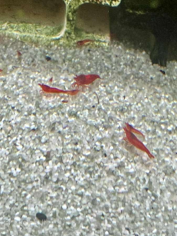 Red Cherry krevetes - nuotraukos Nr. 5