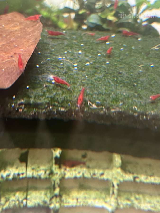 Red Cherry krevetes - nuotraukos Nr. 6