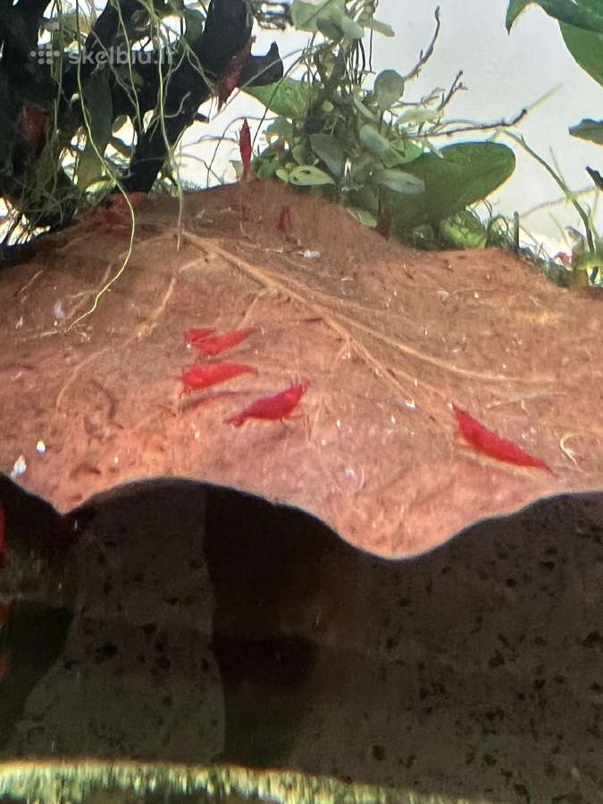 Red Cherry krevetes - nuotraukos Nr. 7