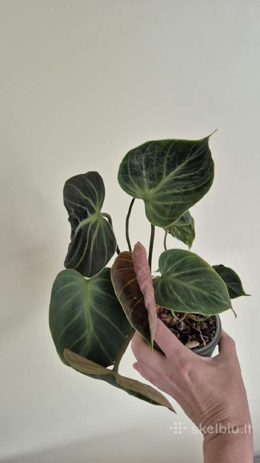 Philodendron gloriosum - nuotraukos Nr. 2