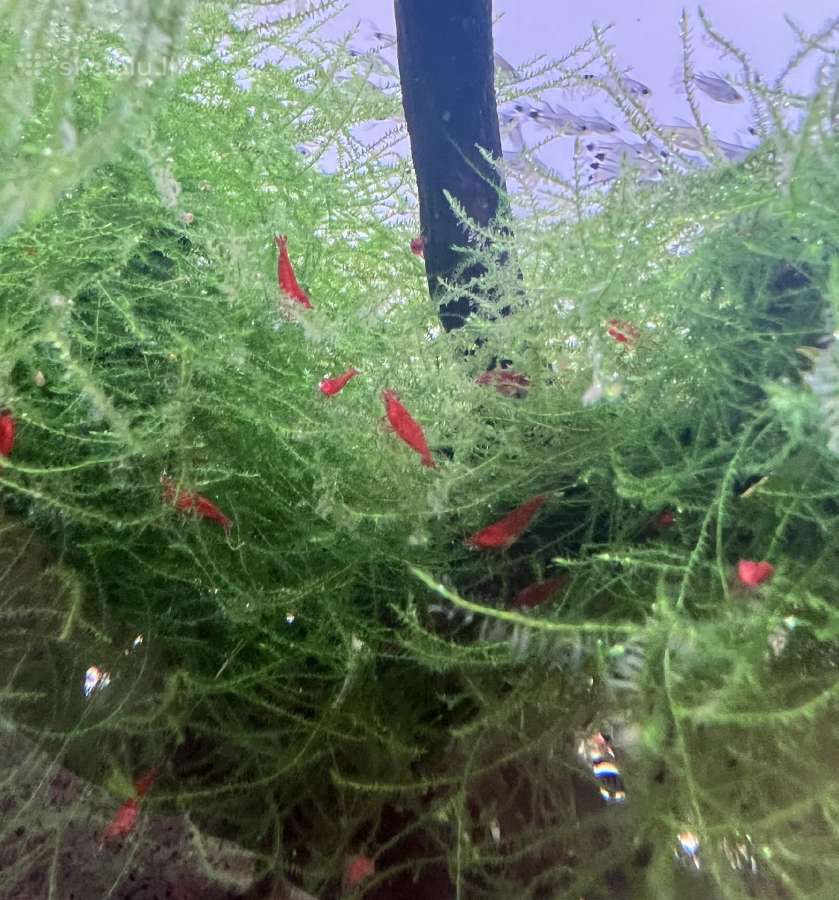 Red Cherry krevetes - nuotraukos Nr. 2