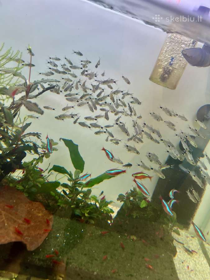 Corydoras hastatus - nuotraukos Nr. 2