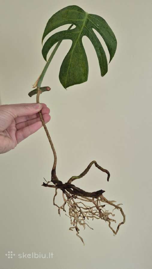 Retas augalas Monstera Sierrana - nuotraukos Nr. 2