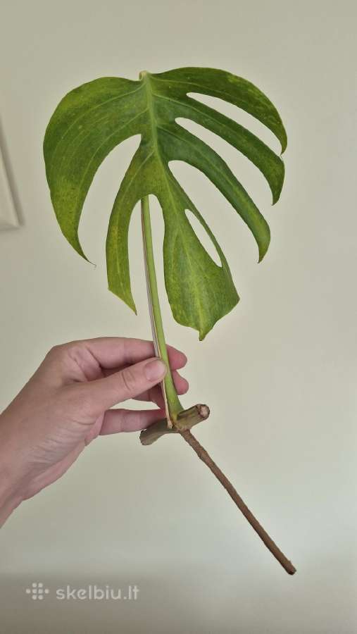 Retas augalas Monstera Sierrana - nuotraukos Nr. 4