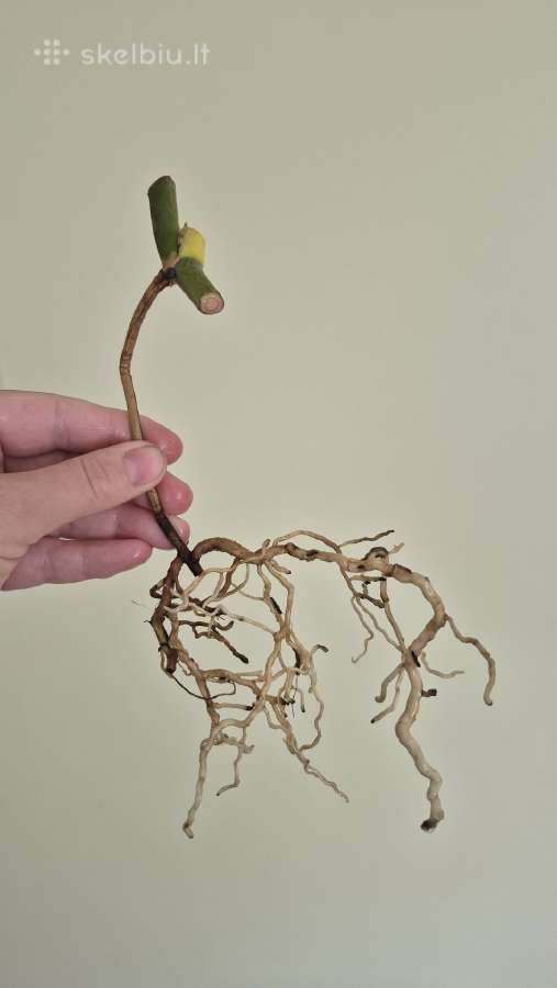 Retas augalas Monstera Sierrana - nuotraukos Nr. 5