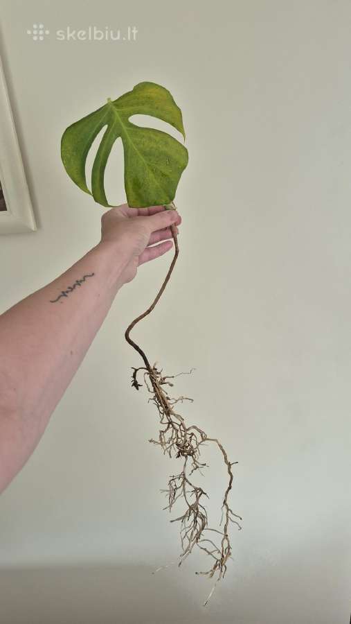 Retas augalas Monstera Sierrana - nuotraukos Nr. 6