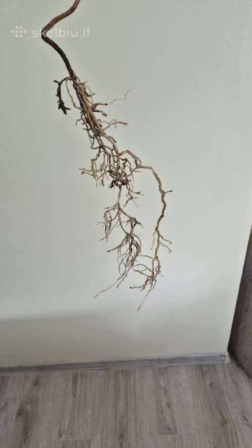 Retas augalas Monstera Sierrana - nuotraukos Nr. 7